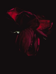 Dying Rose - Billy Kidd Photographer
